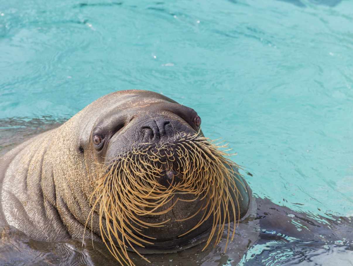 Aquarium du Québec Tourist Sites Quebec City and Area
