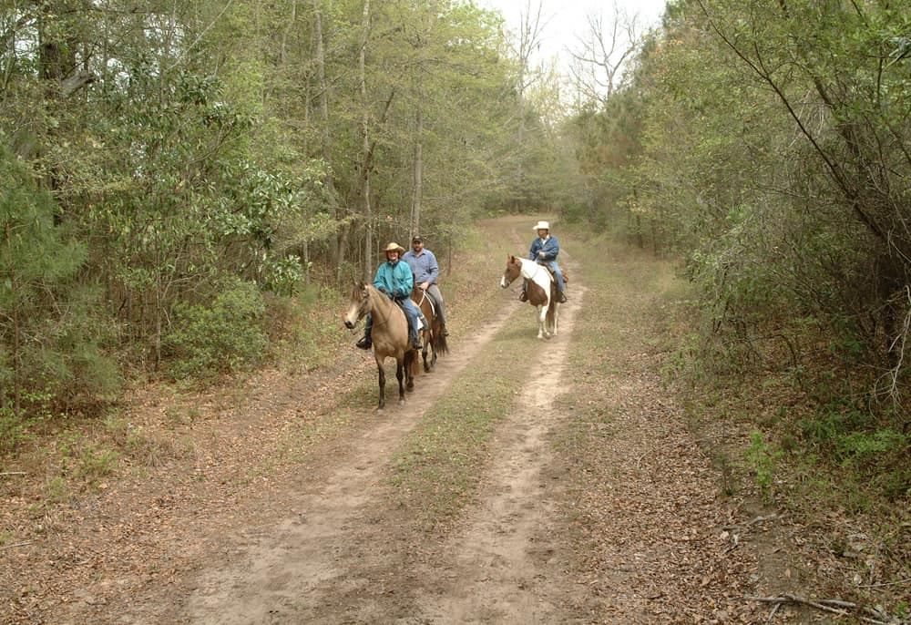 Johns Island County Park Bring Your Group or Tour Charleston Area CVB