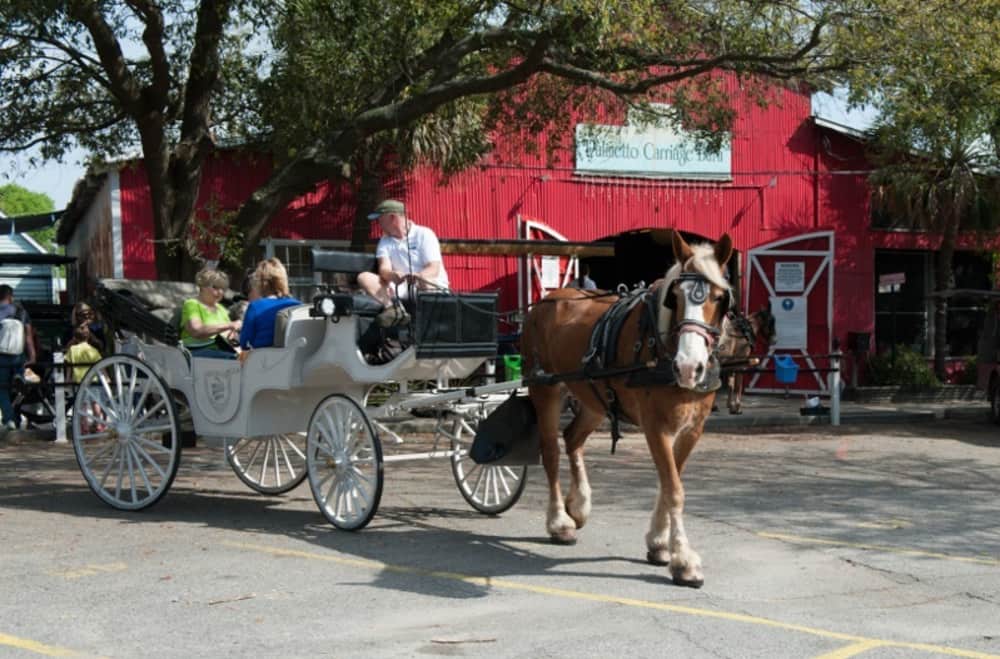 palmetto horse carriage tours