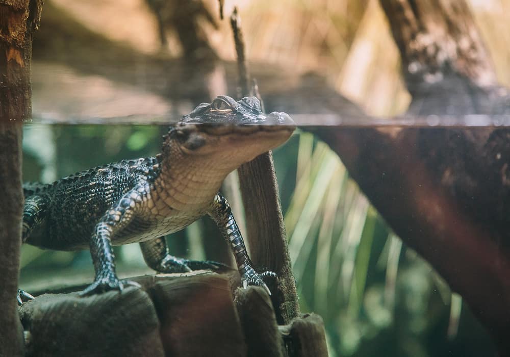 South Carolina Aquarium | Charleston Area CVB