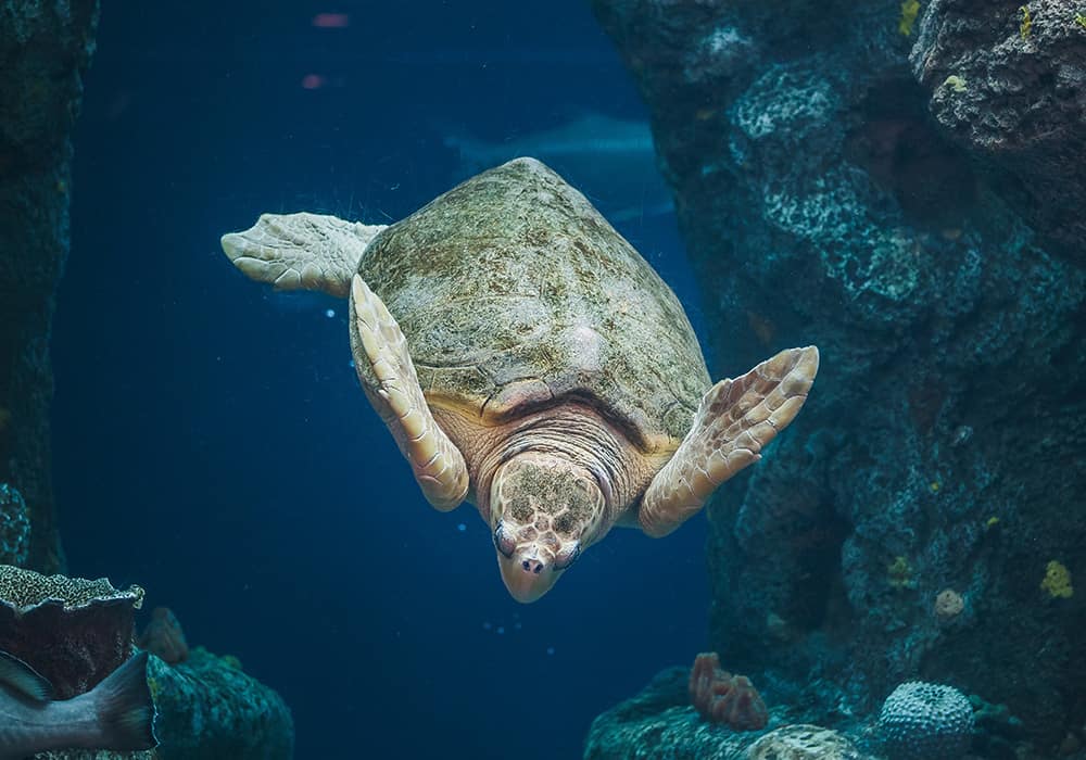 south-carolina-aquarium-charleston-area-cvb