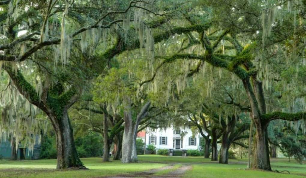 Charleston Sc Cemetery Tours Charleston Sc Cemetery Tours
