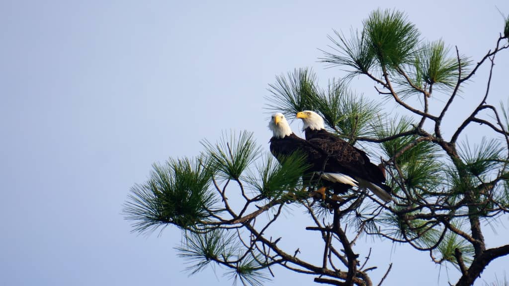 Image of Charleston Outdoor Adventures