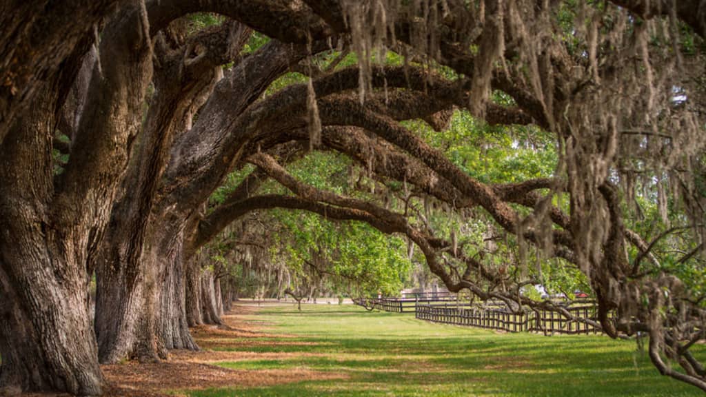 Image of Boone Hall Plantation