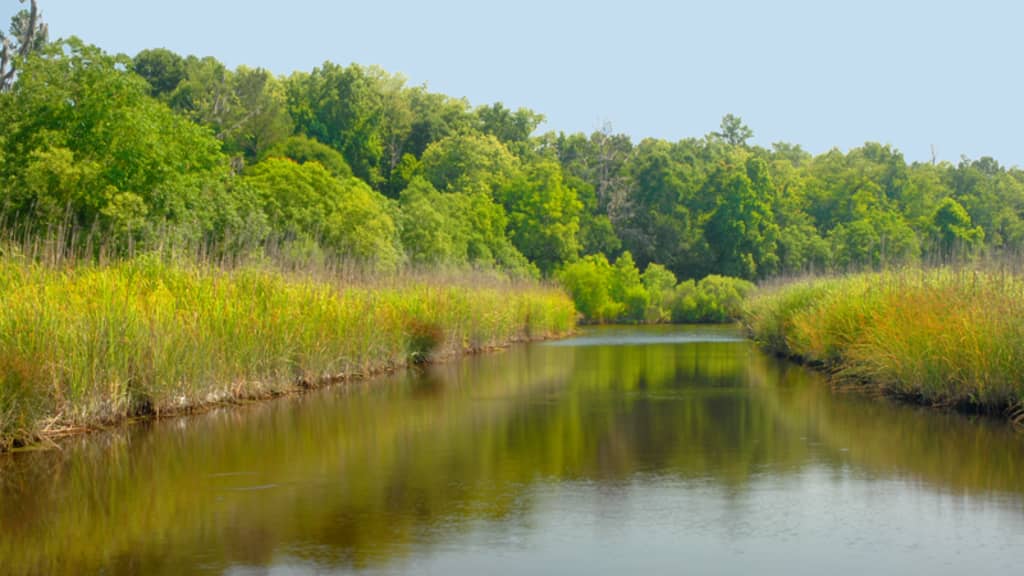 Image of Caw Caw Interpretive Center