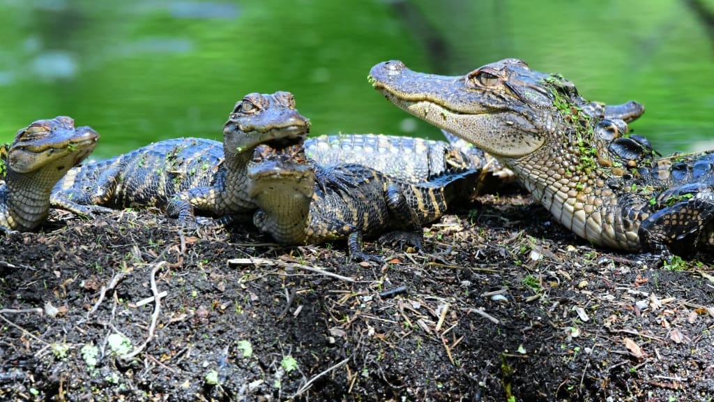 Image of Cypress Gardens