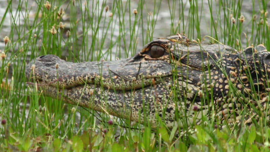 Image of Kiawah Island Golf Resort - Nature Tours