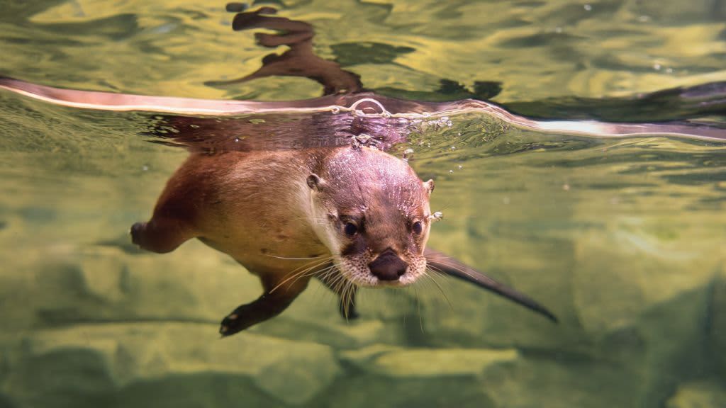 South Carolina Aquarium | Charleston Area CVB