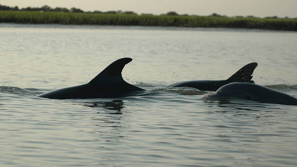 Image of Coastal Expeditions