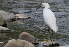 Ventura Audubon Society