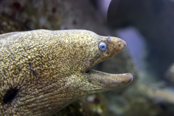 Santa Monica Pier Aquarium