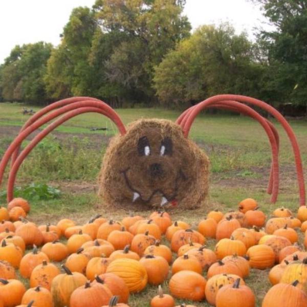 Lil Bitz Pumpkin Patch Things To Do Visit FargoMoorhead