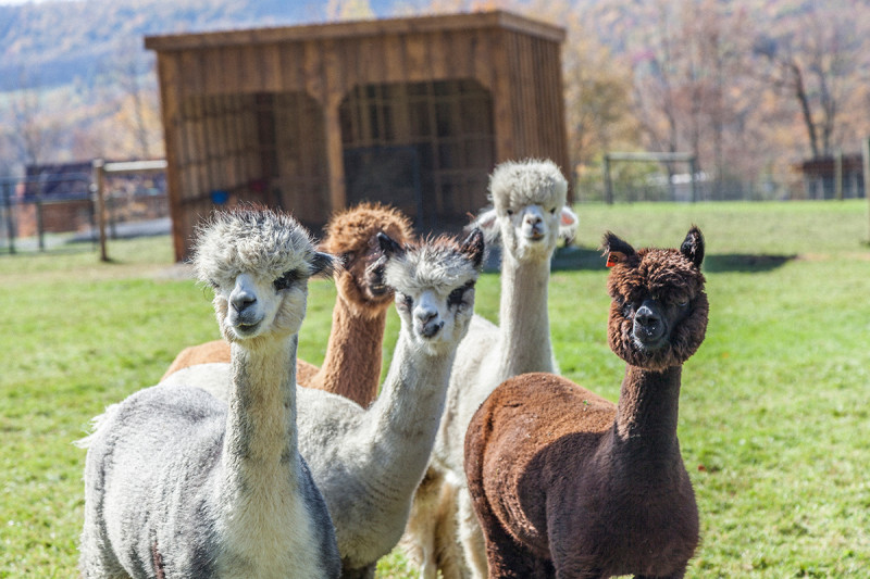 Buck Brook Alpacas Buck Brook Alpacas