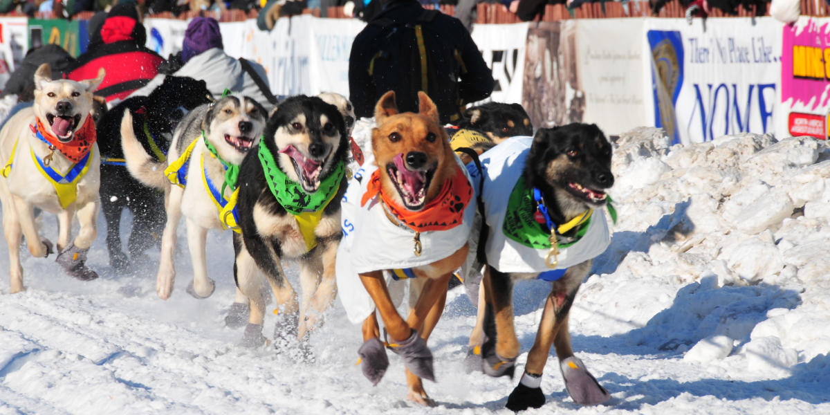 Dog Breeds That Start With Great Dog Breeds That Start With Great