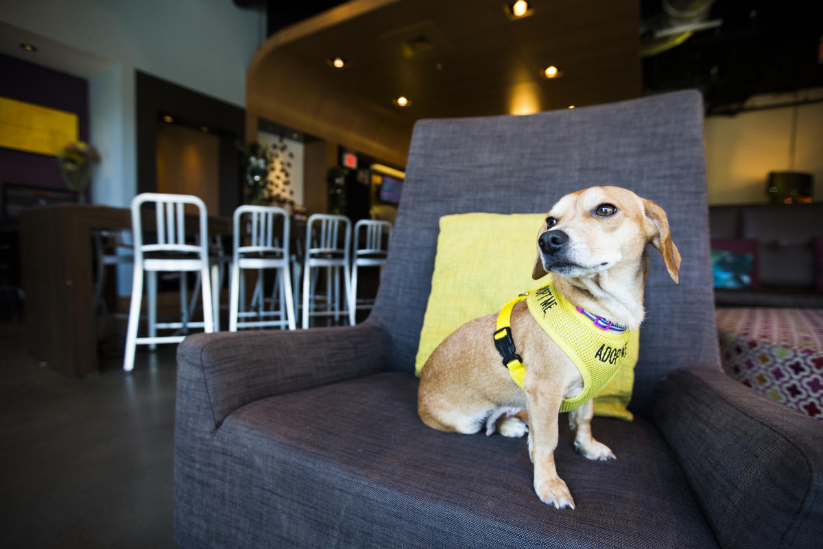 Top Pet Friendly Places To Stay In Asheville N C