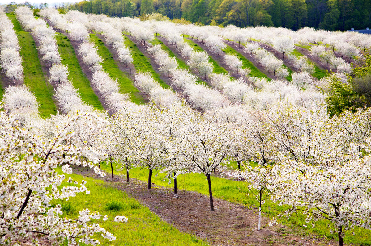 Wine And Cherry Blossoms Traverse City Mi