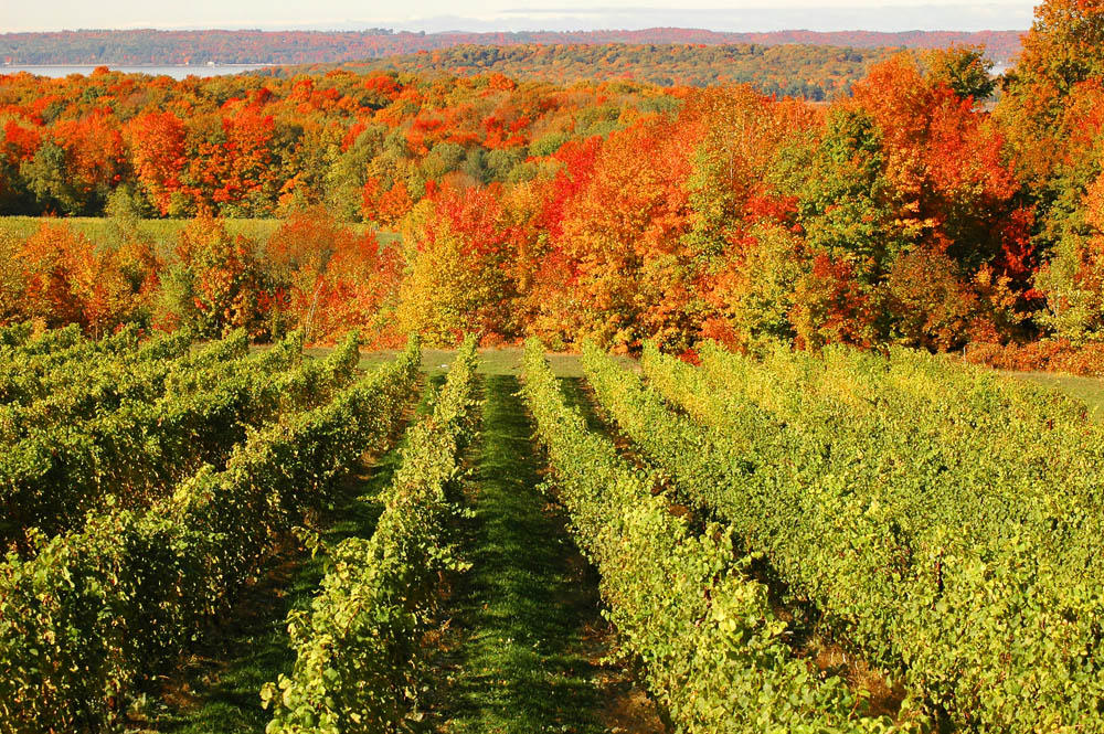 Traverse City Wineries in Fall | Vineyards & Tours