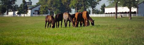 Lexington's Calumet Farm