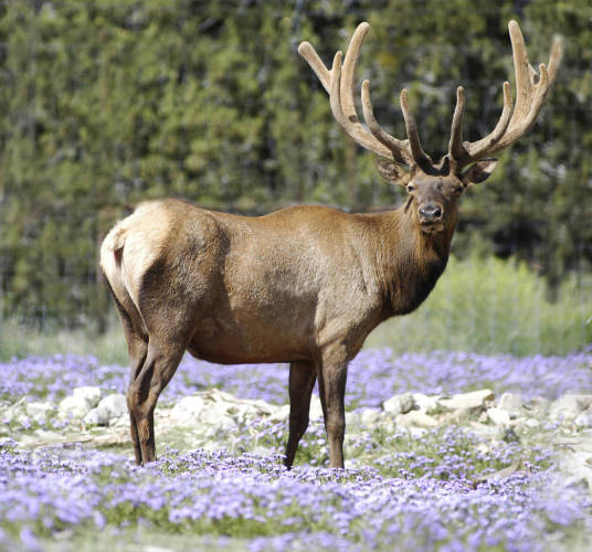 Why New Mexico's Wildlife West Nature Park Is a Great Place for the