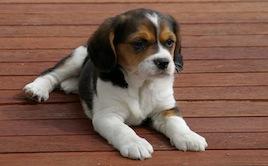 Paws on Patios Paws on Patios