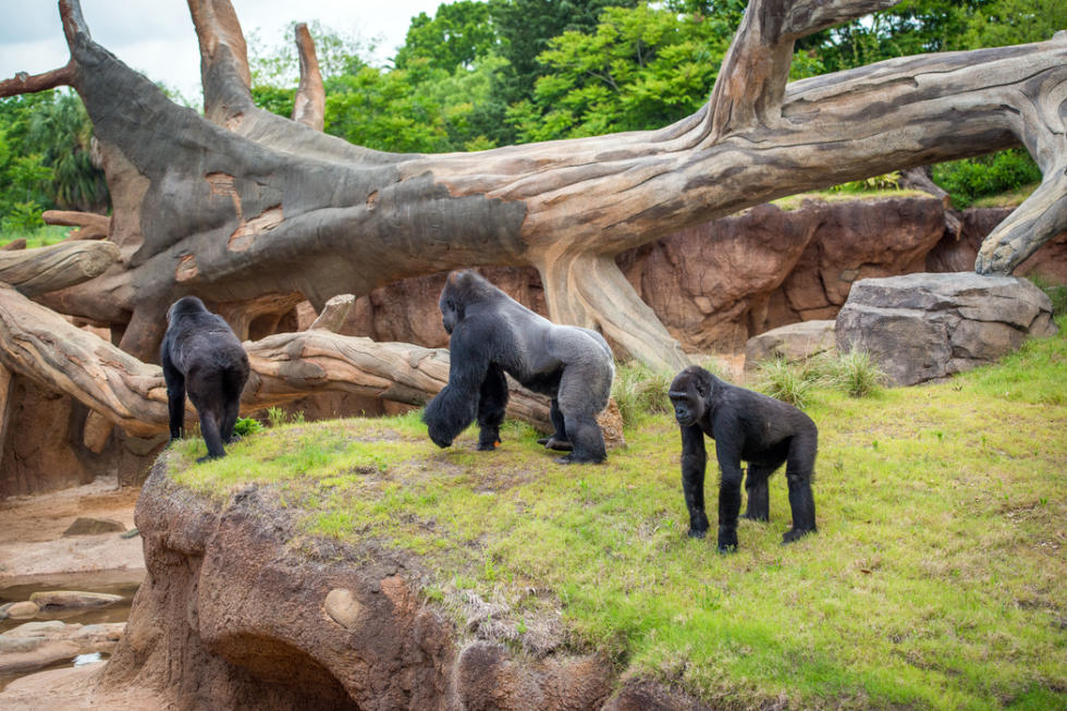 houston zoo houston zoo