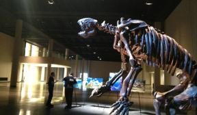 giant sloth hmns giant sloth hmns