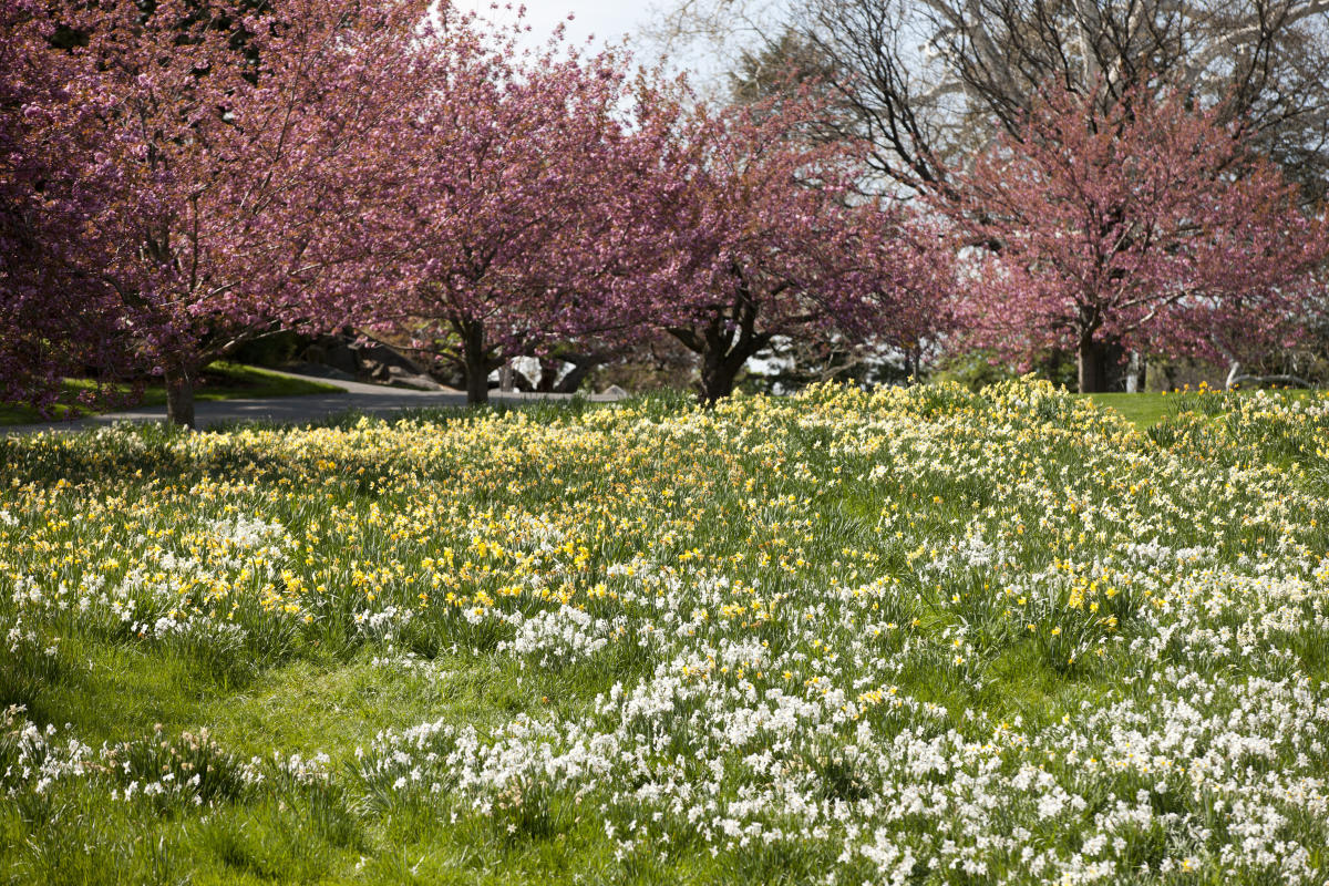 11 Beautiful New York Gardens You Must See