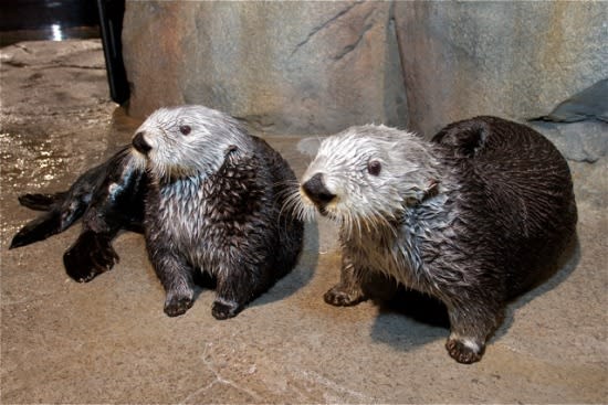 Georgia Aquarium