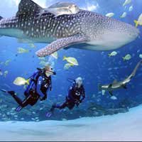 Georgia Aquarium about image