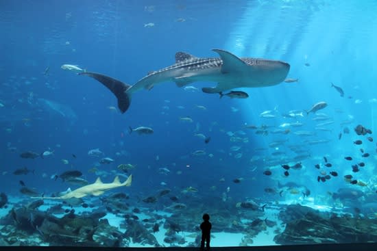 Georgia Aquarium about image