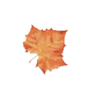 Fall Leaf Identifier | Leaves and Fall Foliage of New York