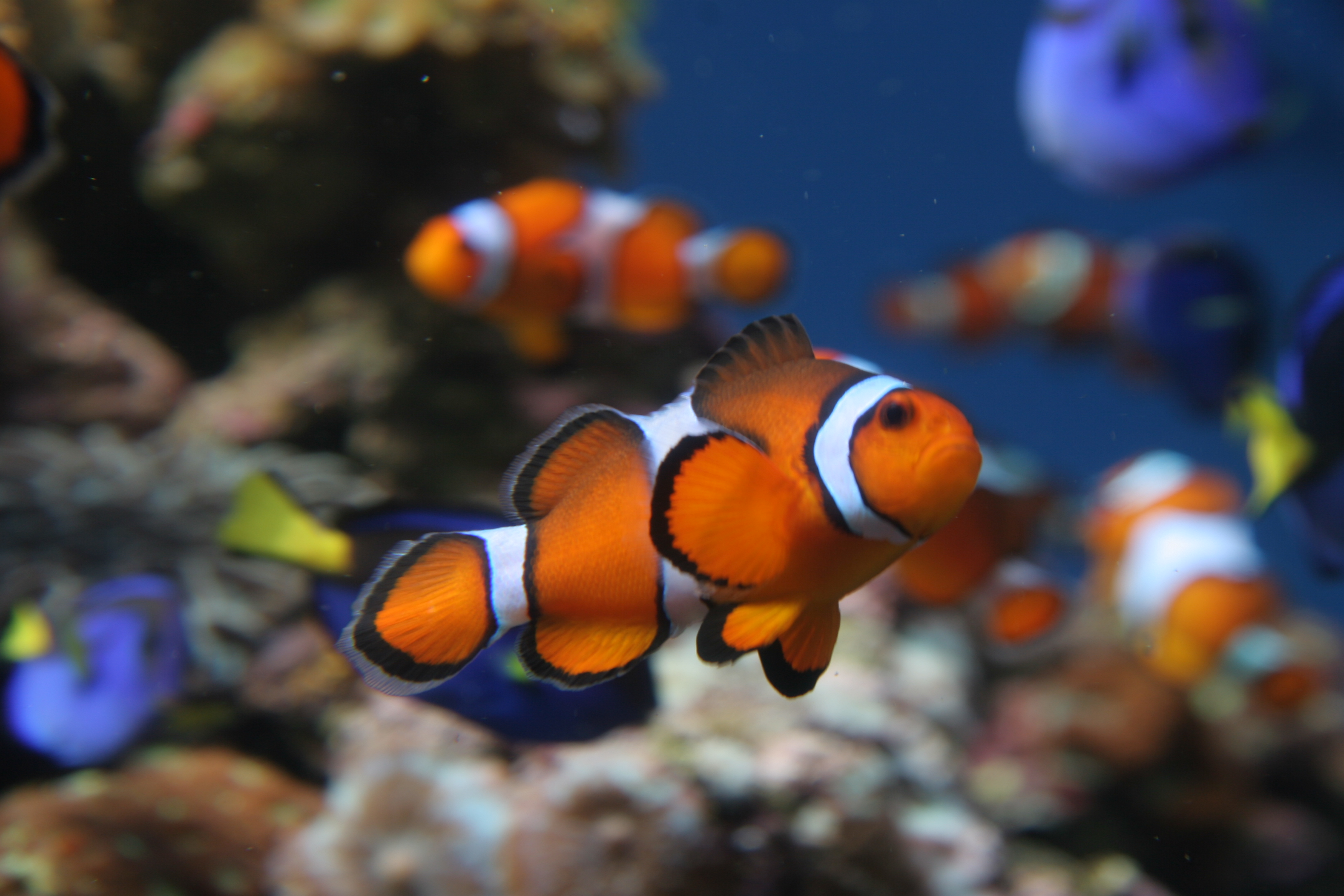 Aquarium Of The Pacific Groupon 92 - 6a78il5