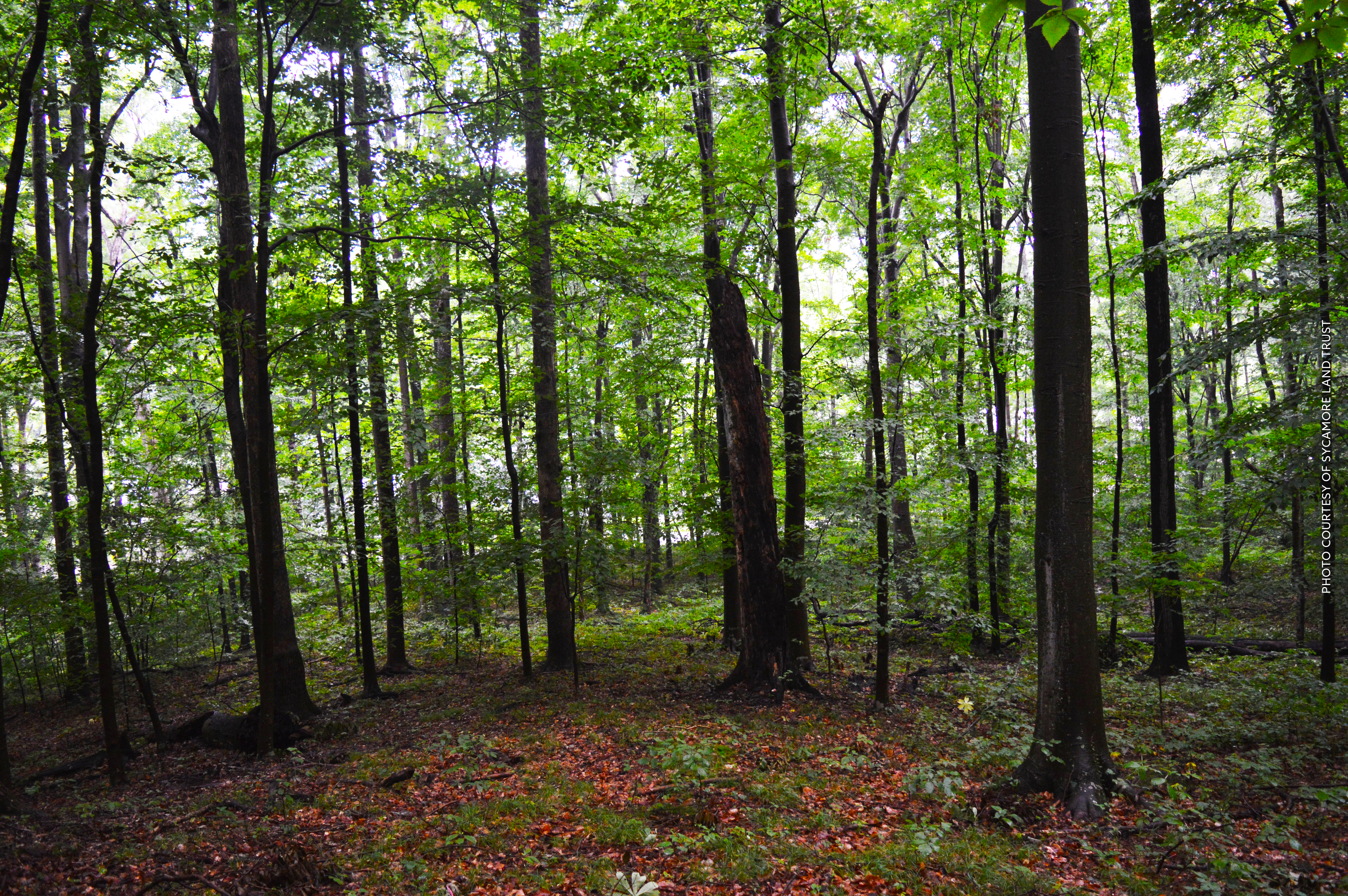 Lake Lemon Woods Unionville In 47468