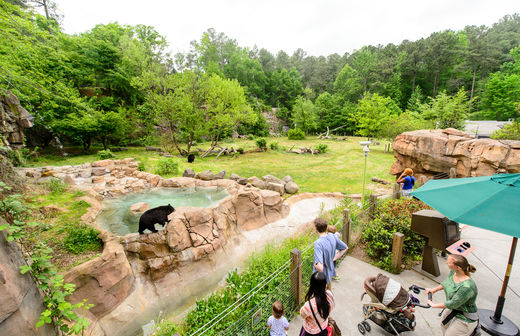 museum of life and science