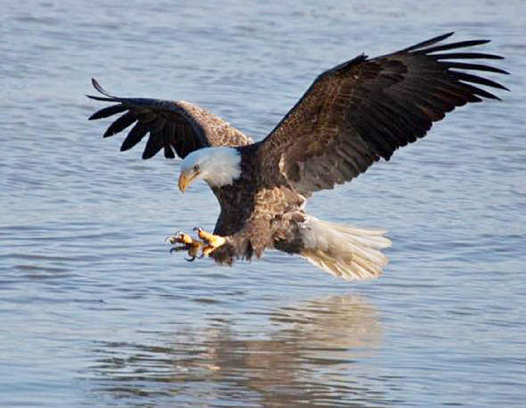 156591826_bald-eagle-over-water-11-20-13_crop427131848_t1070_hf7b15c0e8d953994167c469cae3b29634b3e0b9f_83A67196-C556-4291-98B315CFEAB8AC6B_78051b39-69a0-4d2c-9e84a940750e6da7.jpg