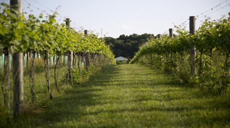 Image result for north gate vineyard