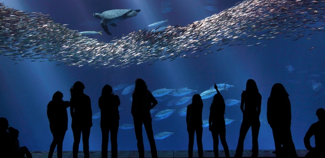 monterey bay aquarium