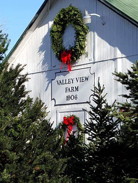 valley view tree farm village green rockford il christmas trees