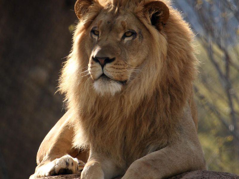 Utah's Hogle Zoo Salt Lake City, UT 841081454 Zoos & Gardens in