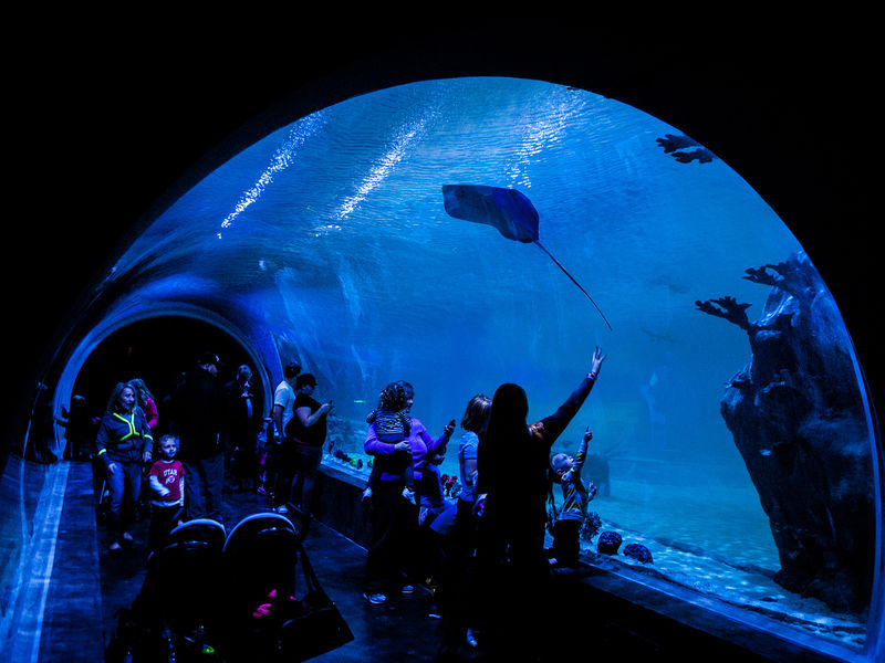 The Loveland Living Planet Aquarium - Shark Tunnel Fa7D3b4e ED0e 27ea 55275b1255a6f125 The Loveland Living Planet Aquarium - Shark Tunnel Fa7D3b4e ED0e 27ea 55275b1255a6f125