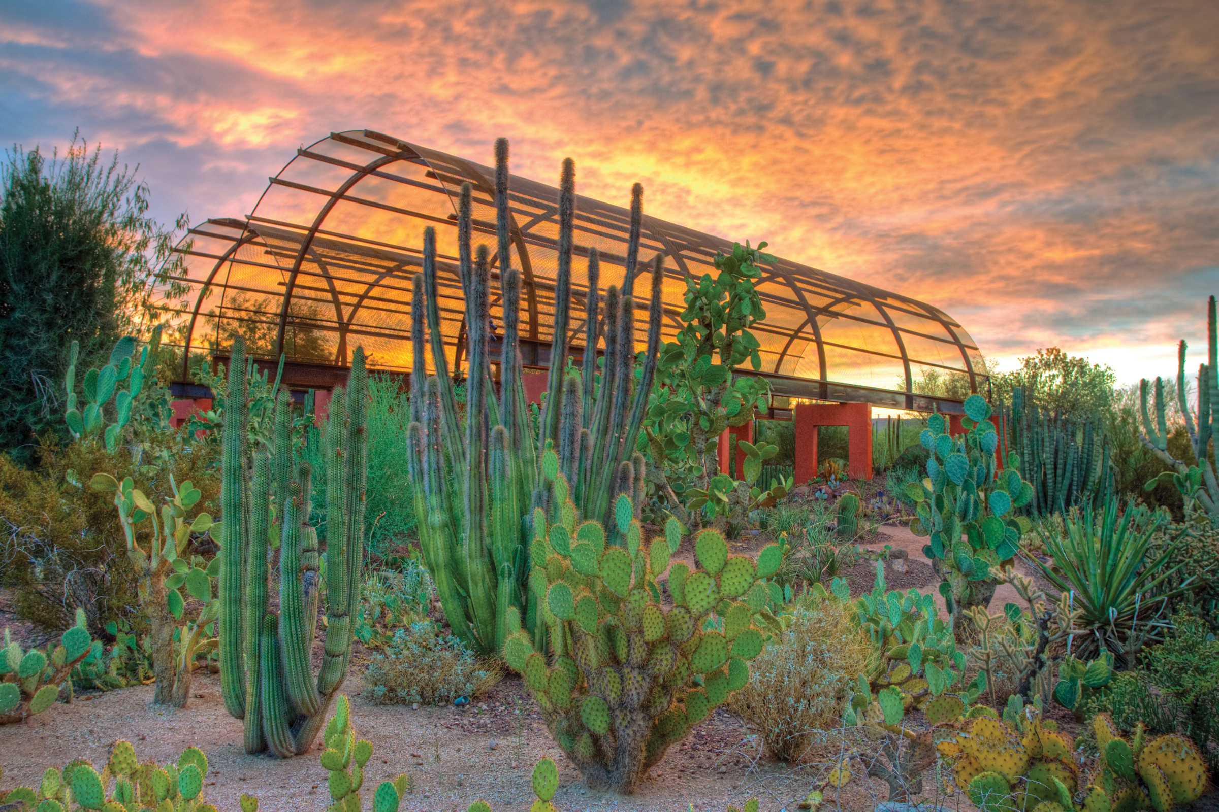 dbg cactus gallery 1 5f06745b5056b3a_5f067a8a 5056 b3a8 49398221e0979971jpg - Desert Botanical Garden dbg cactus gallery 1 5f06745b5056b3a_5f067a8a 5056 b3a8 49398221e0979971jpg - Desert Botanical Garden