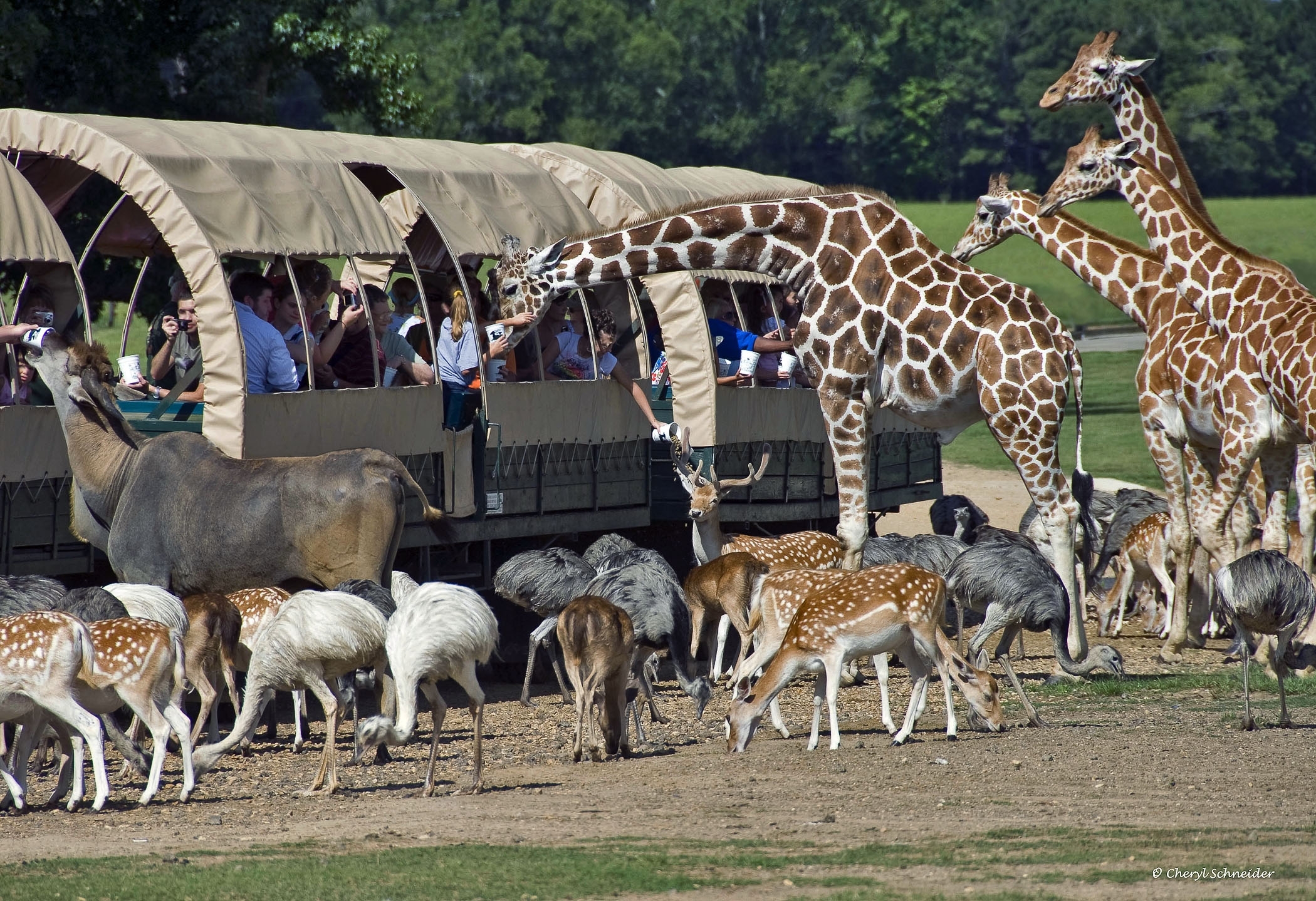 global wildlife center