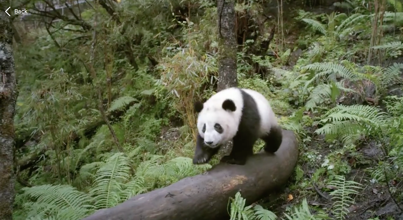 Pandas: The Journey Home Pandas: The Journey Home