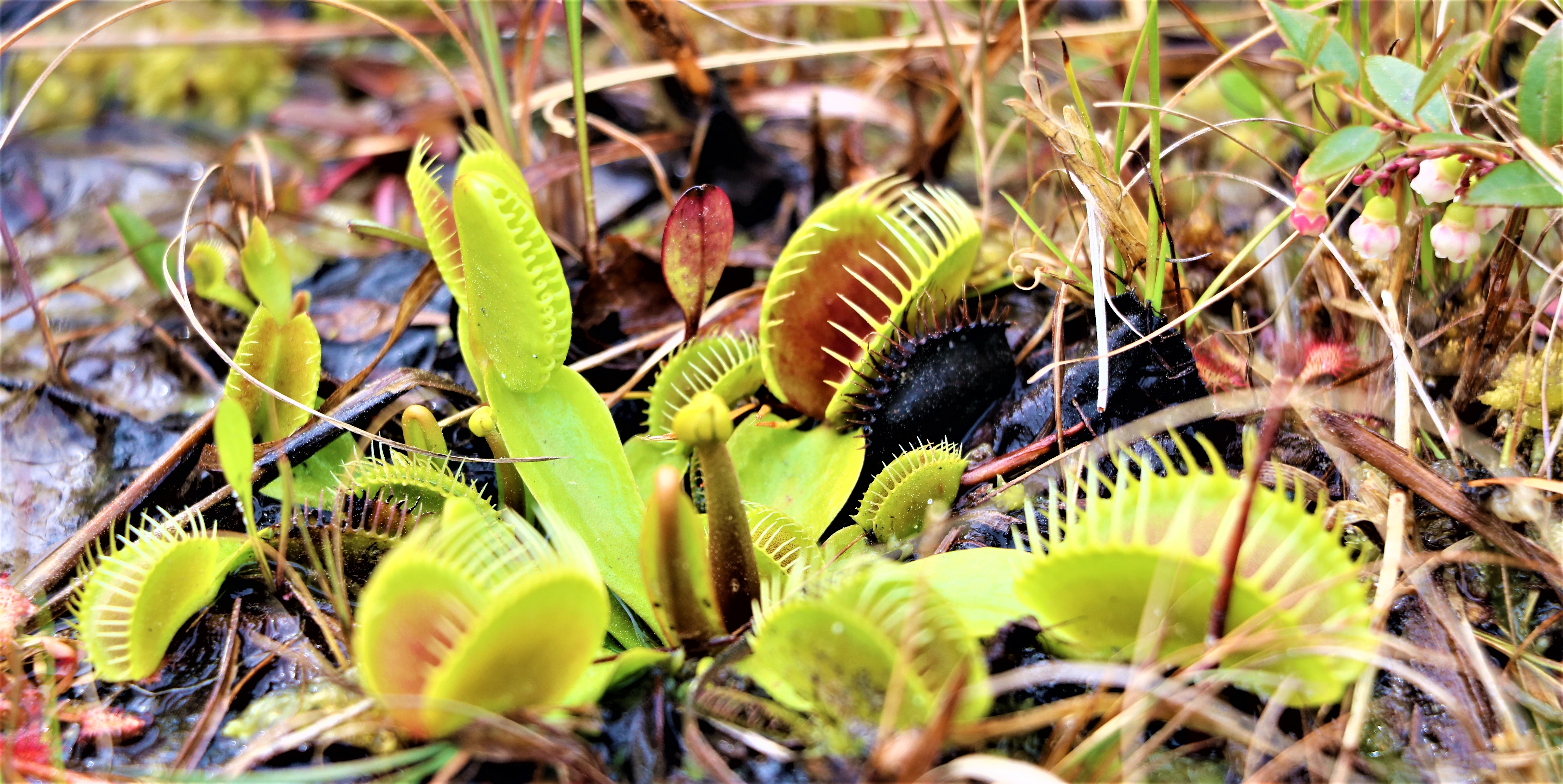 stanley rehder carnivorous plant