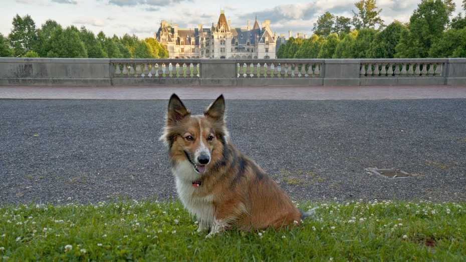 Pet Friendly Asheville Nc S Official Travel Site Sammy Visits Asheville