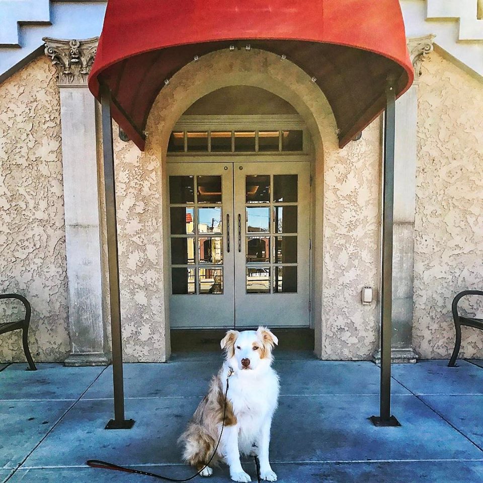 Dog at Hotel Parq Central