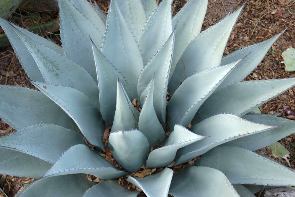 Havard Agave Plant