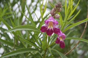 Desert Willow