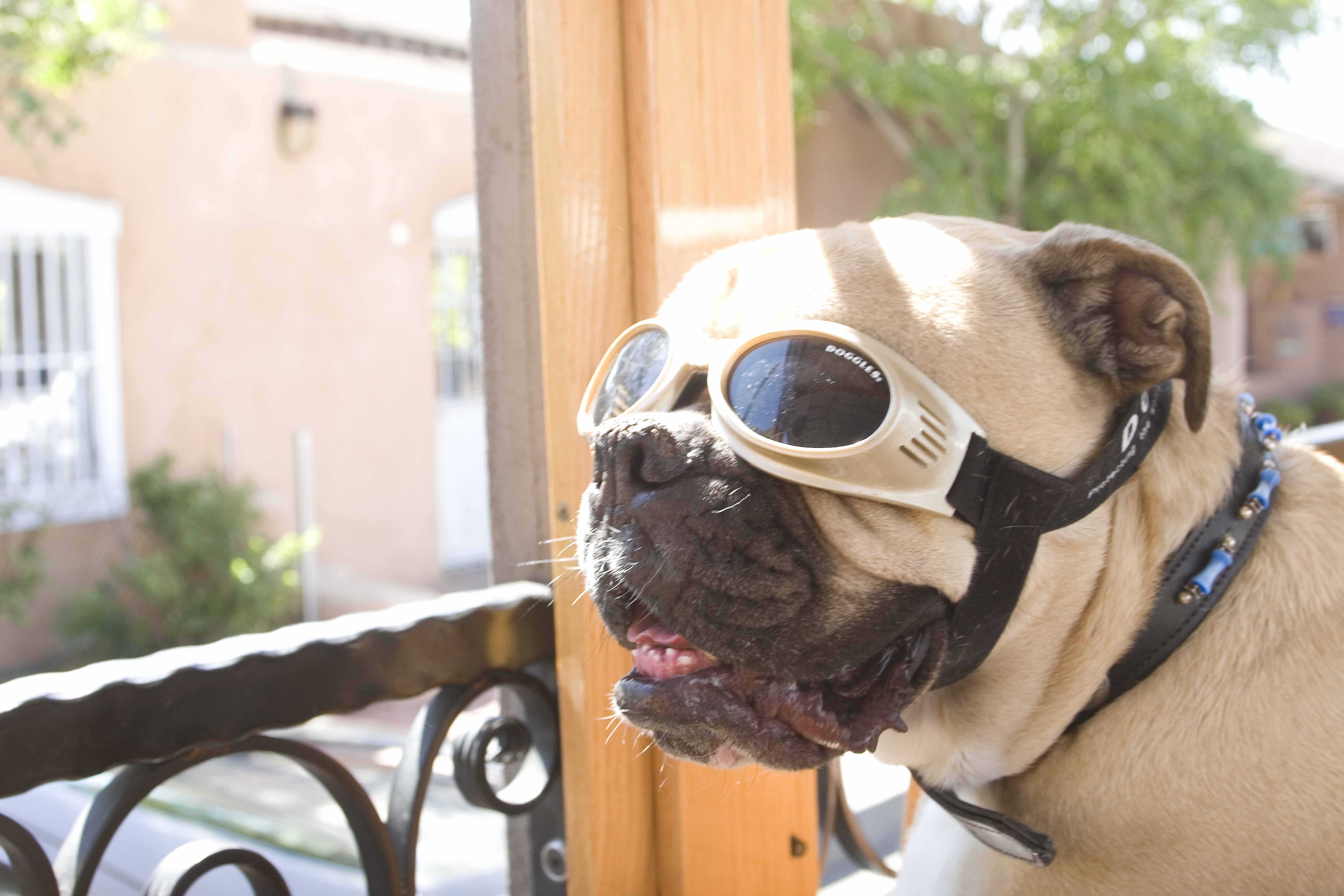 Dog on ABQ Trolley