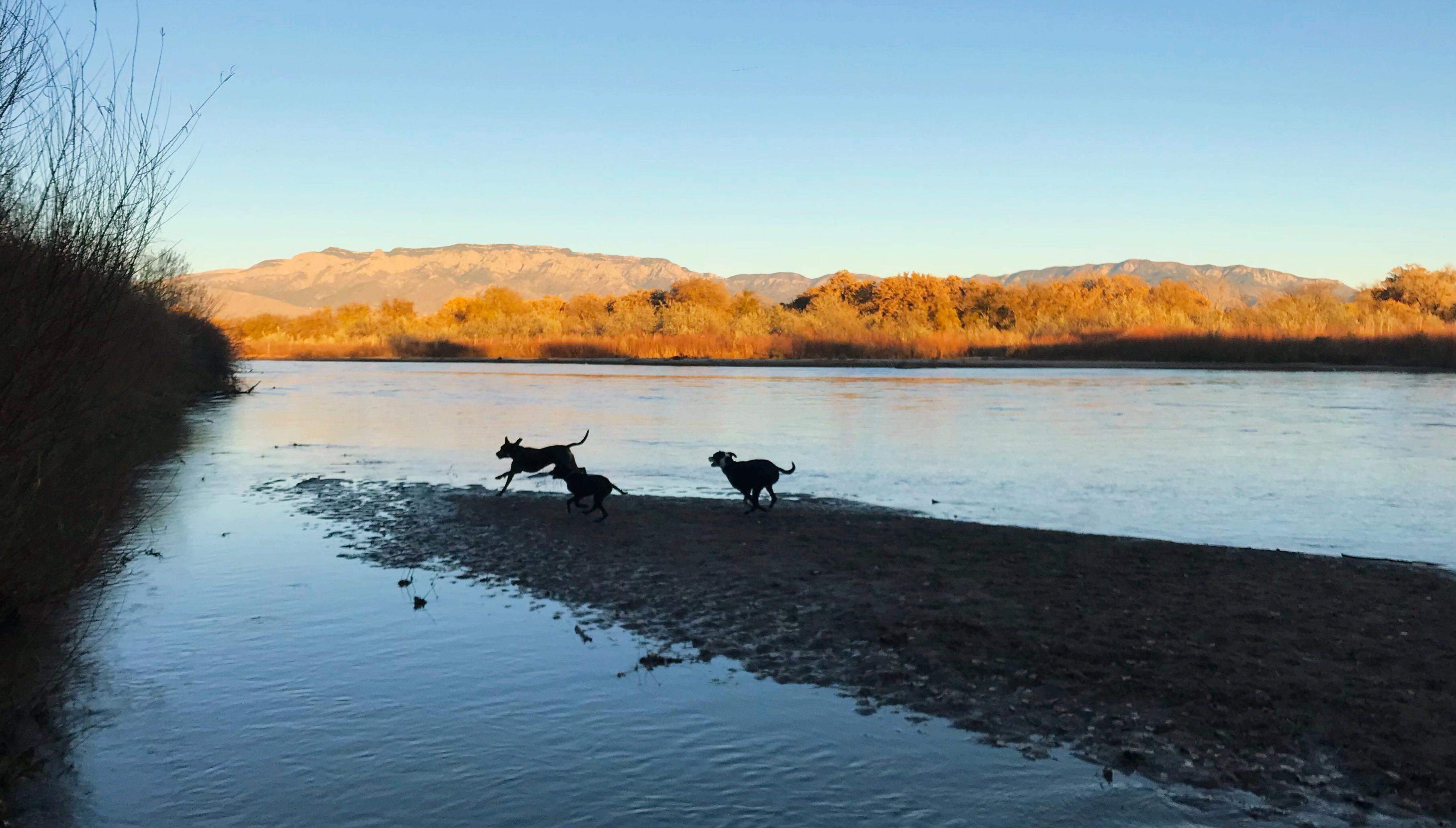 Dogs at River